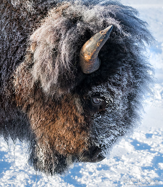 Close-up of bison coated in frost during the winter in Yellowstone National Park.