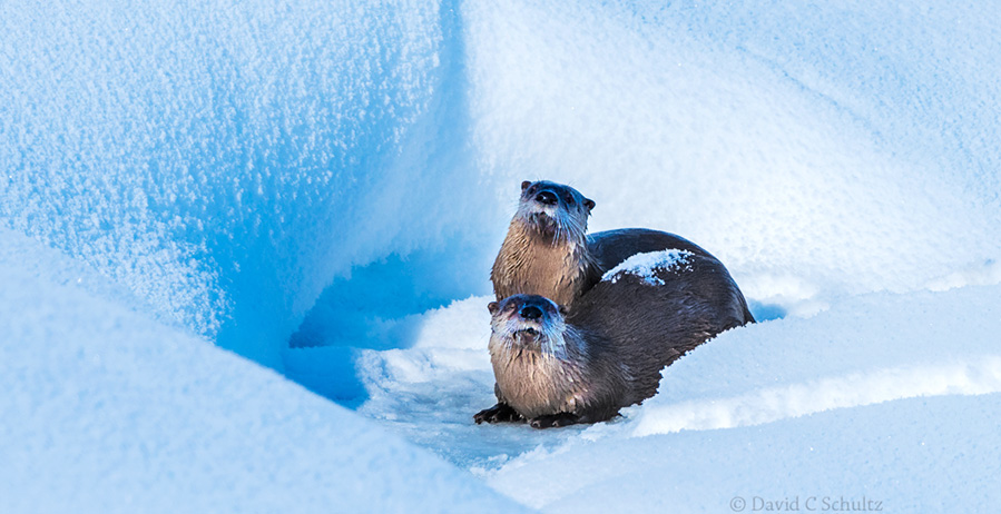 River otters in Yellowstone National Park, Wyoming photographed during the Yellowstone winter photography tour