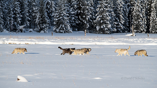 Wapiti Lake wolf pack Yellowstone photo tour