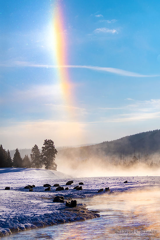 Sun dog and bison along the Madison River in Yellowstone National Park during the winter.