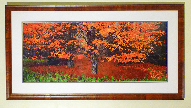 #15 Maple Tree, West Virginia, 63x33" with frame