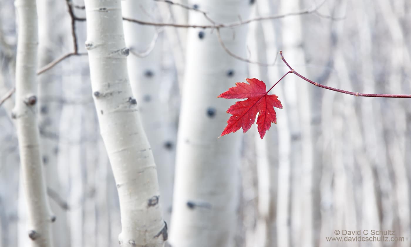 Aspen trees and a maple leaf in the Wasatch Mountains, Utah - Image #191-72