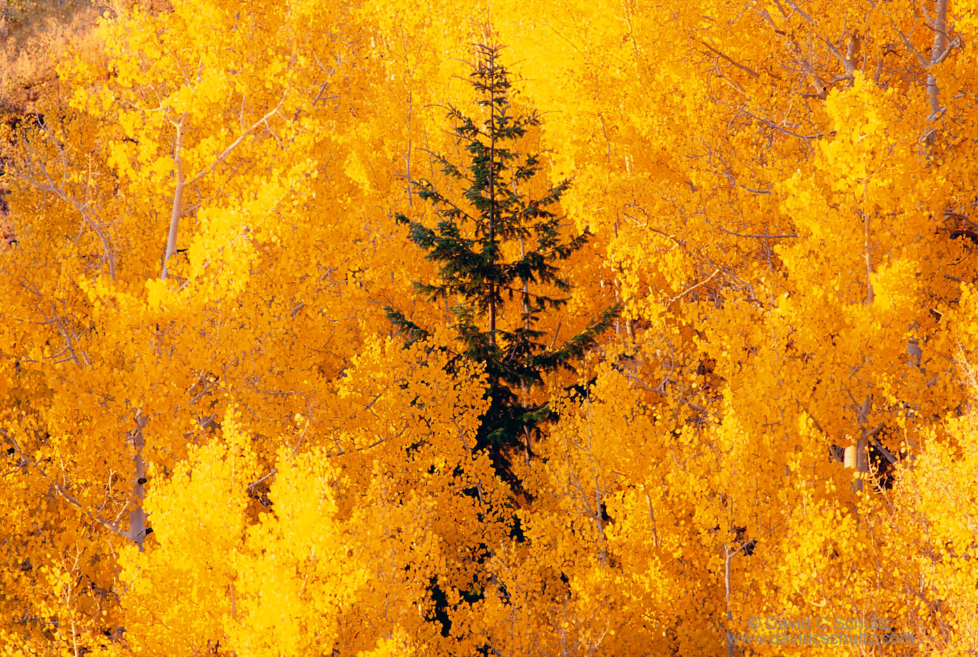Colorful fall aspen trees in the Dixie national Forest, Utah - Image #3-1372
