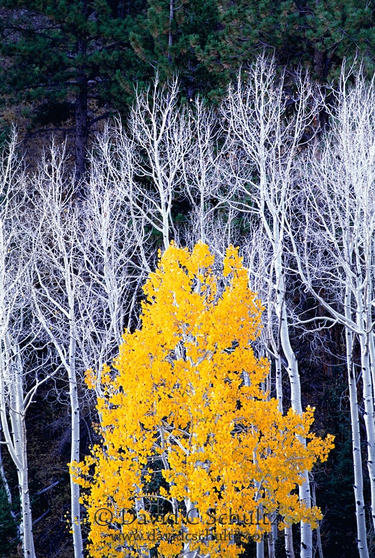Fall colors with aspen trees in Utah - Image #3-1531