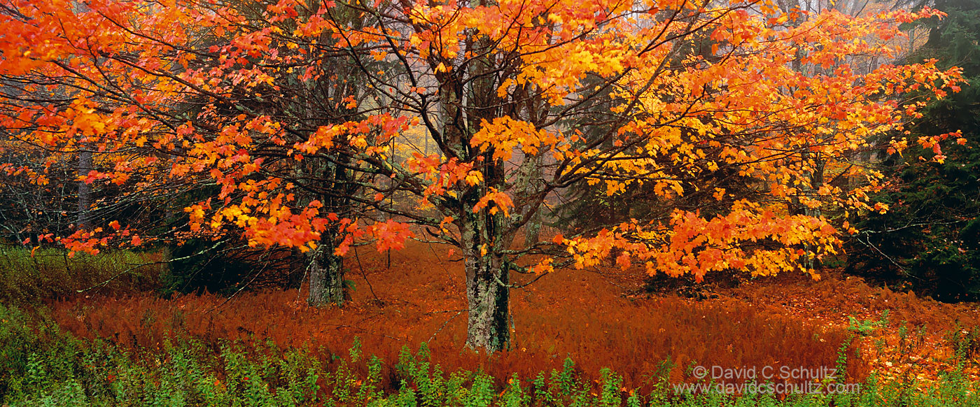 Autumn maple tree in West Virginia - Image #3-4740