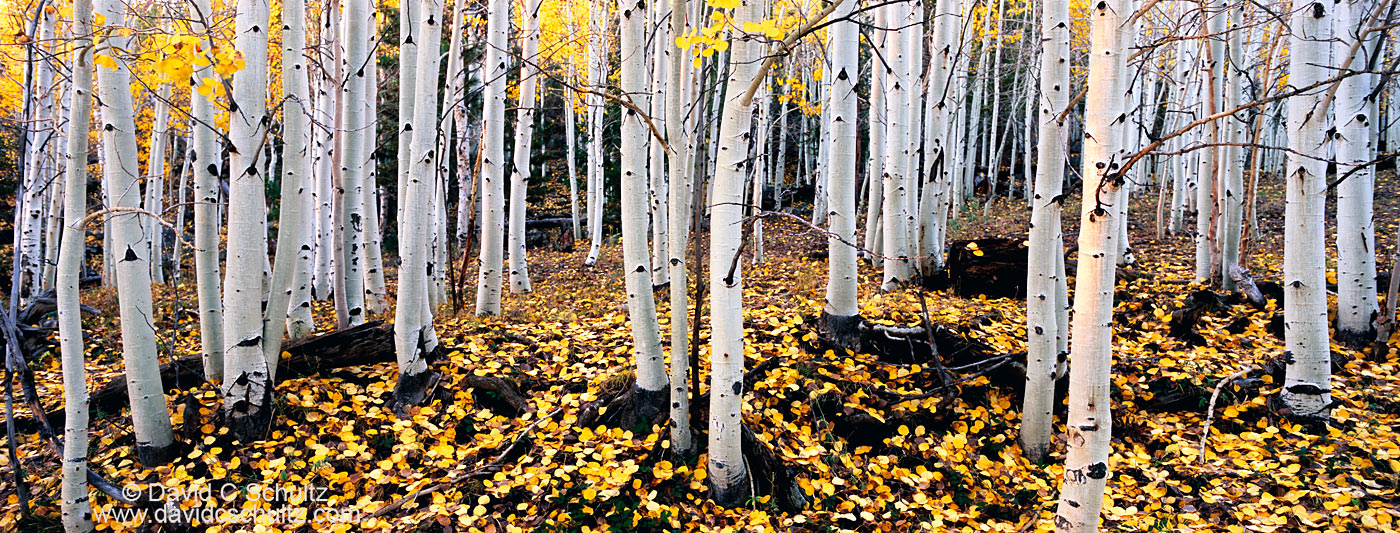 Utah aspen trees in the fall - Image #3-4972
