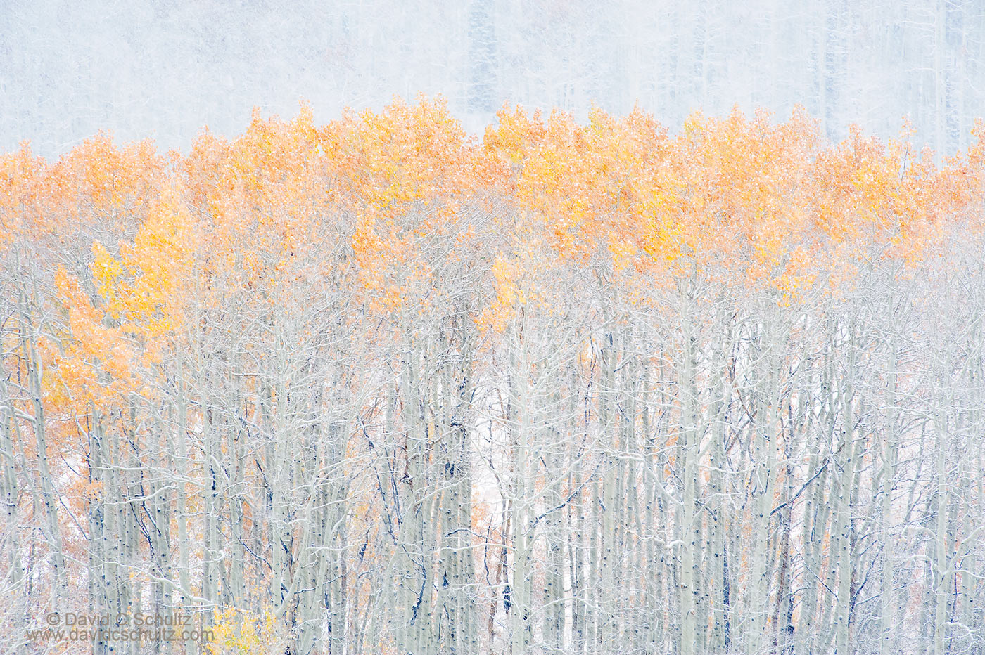 Utah aspen trees in the fall - Image #3-5368
