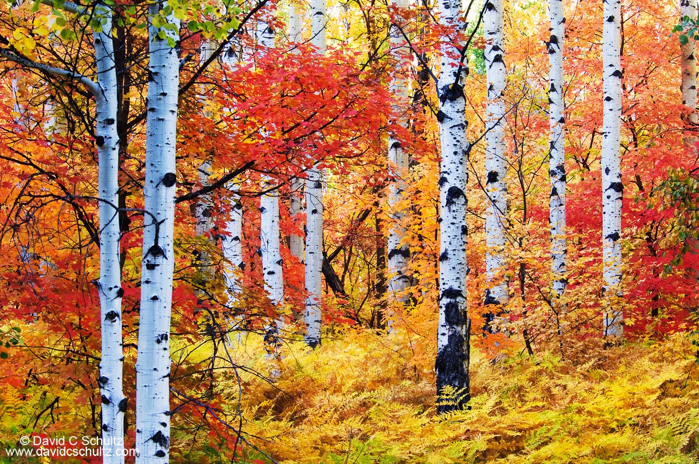 Utah aspen and maple trees in the fall - Image #3-5457