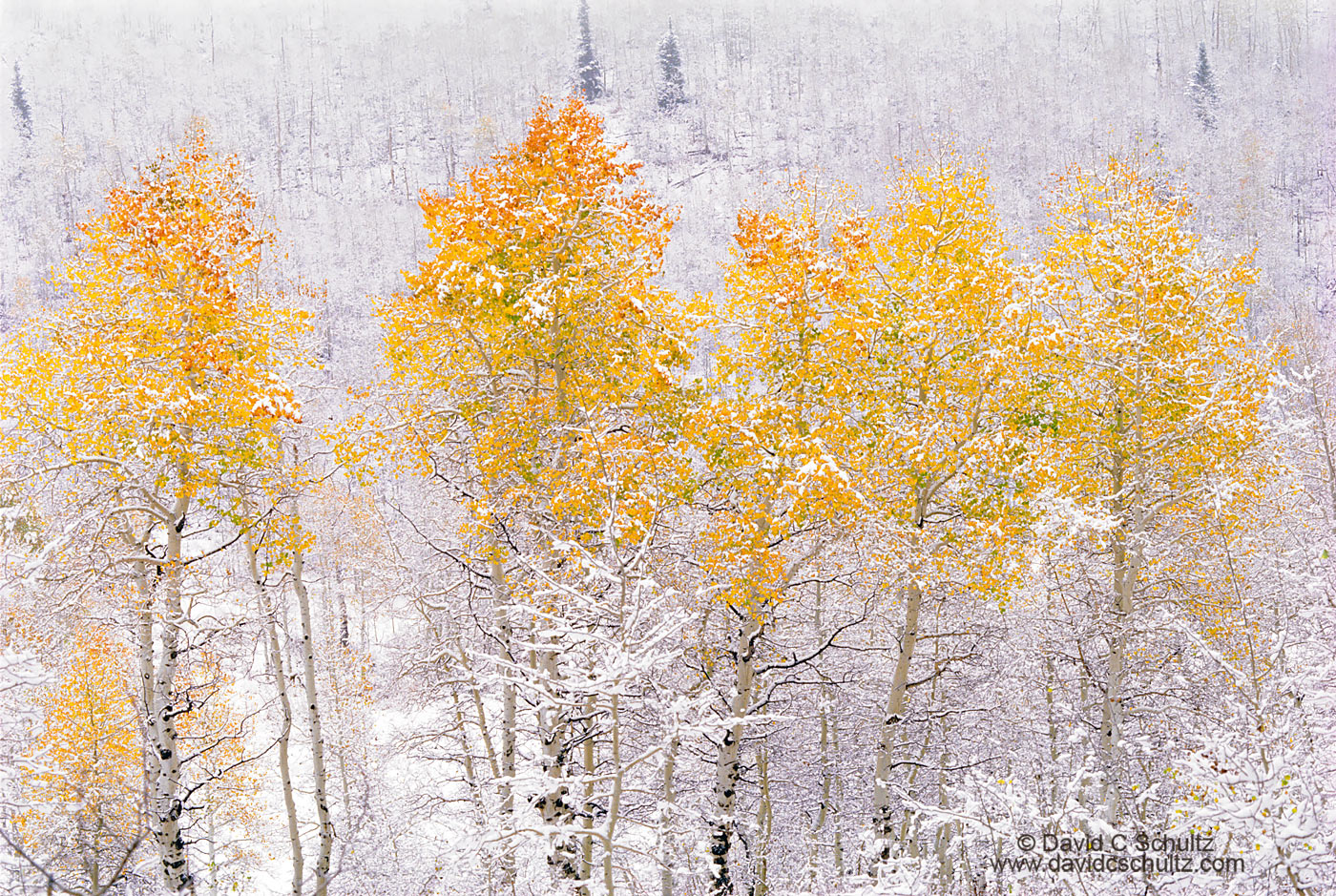 Snow covered aspen trees, Utah - Image #3-810