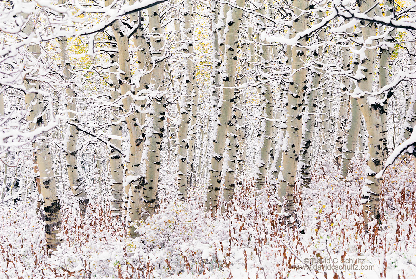 Snow covered aspen trees, Utah - Image #3-812