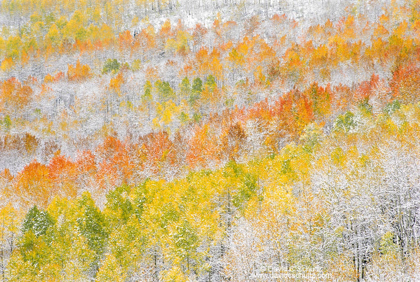 Snow covered aspen trees, Wasatch Mountains, Utah - Image #3-830