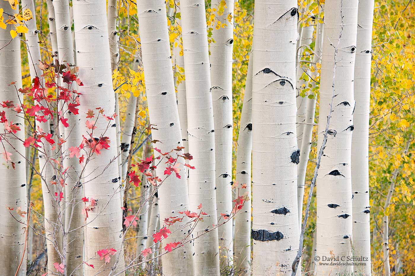Fall aspen  in the Wasatch Mountains of Utah - Image #3-7456