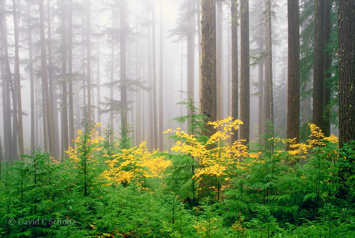Umpqua National Forest in the fall, Oregon - Image #3-2097