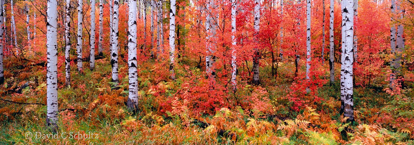 Maple and aspen trees Utah fall - Image #3-5233