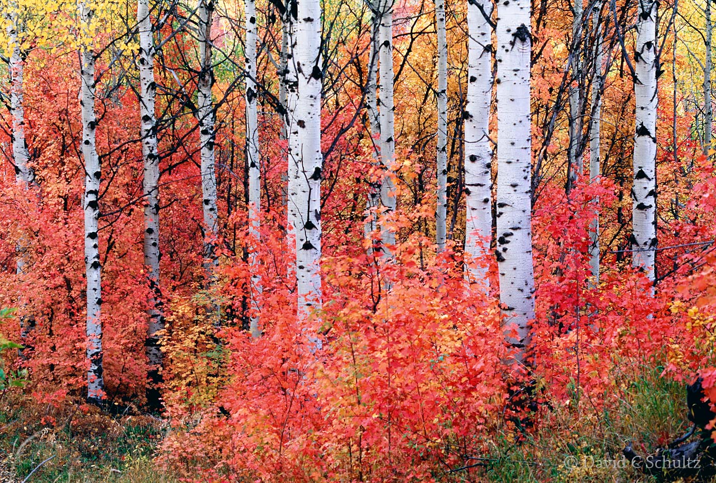 Fall colors in the Wasatch Mountains, Utah - Image #3-906