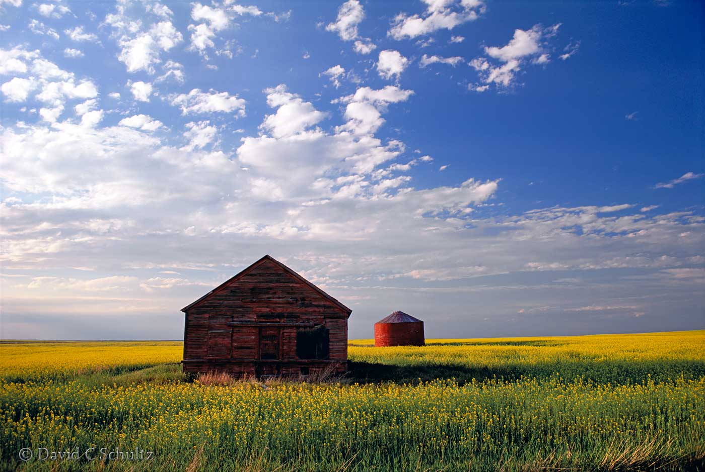 cCanola field in bloom in Alberta, Canada - Image #7-1245