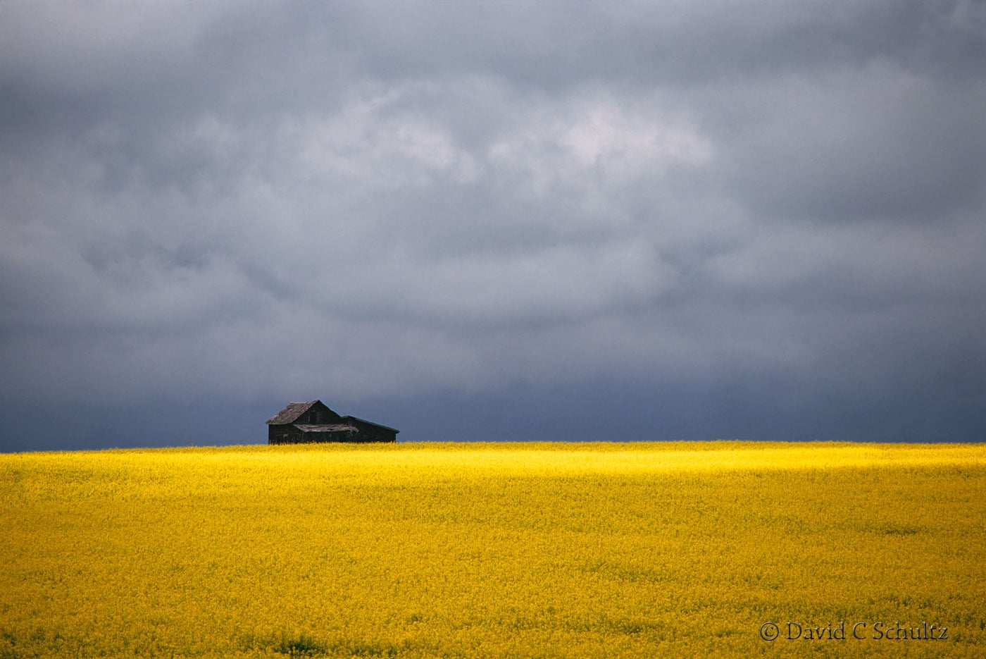 Canola field in bloom in Alberta, Canada - Image #7-1376
