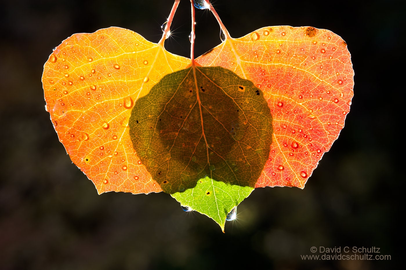 Back-lit aspen leaves in the fall - Image #191-142