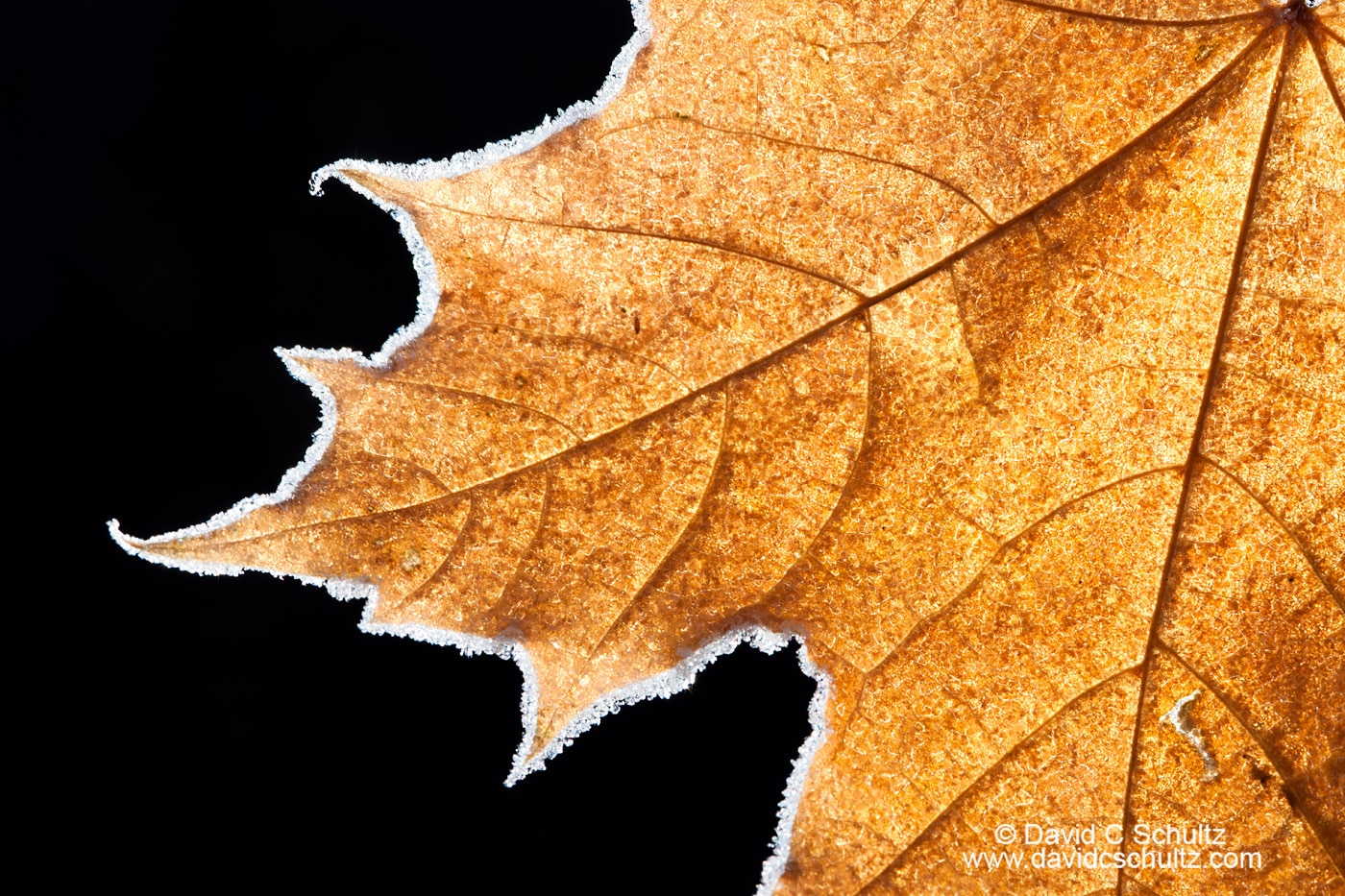 Back lite frost rimmed maple leaf - Image #191-968