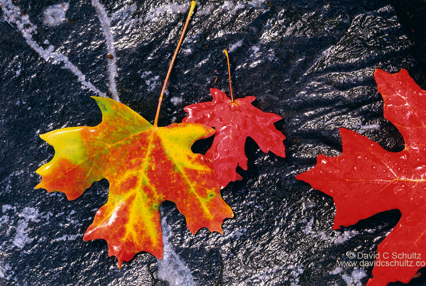 Maple leaves on granite in the fall - Image #3-1571