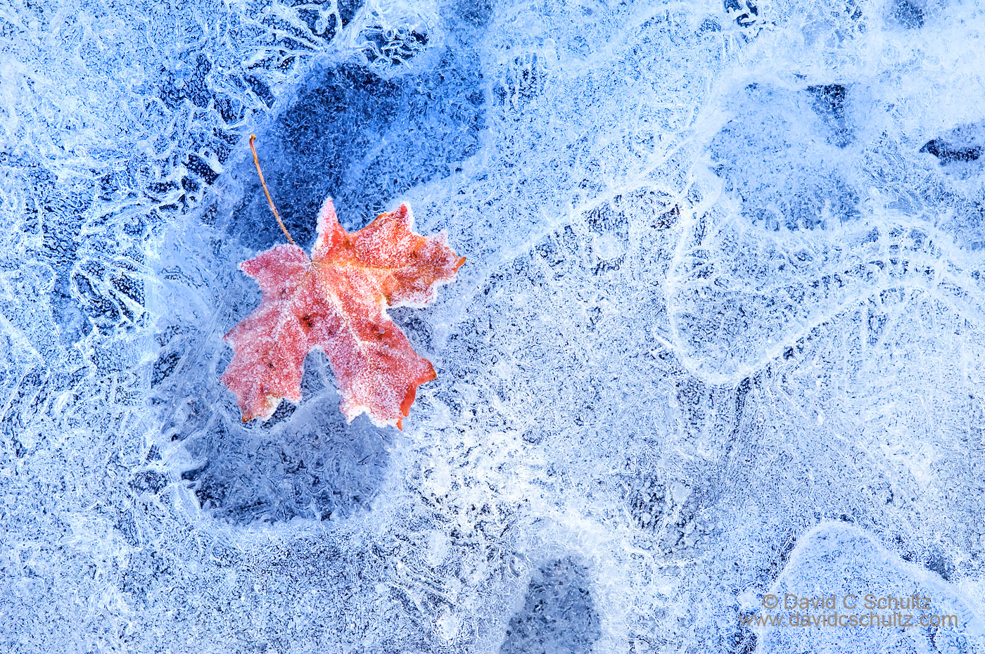 Maple leaf on frozen stream - Image #3-6794
