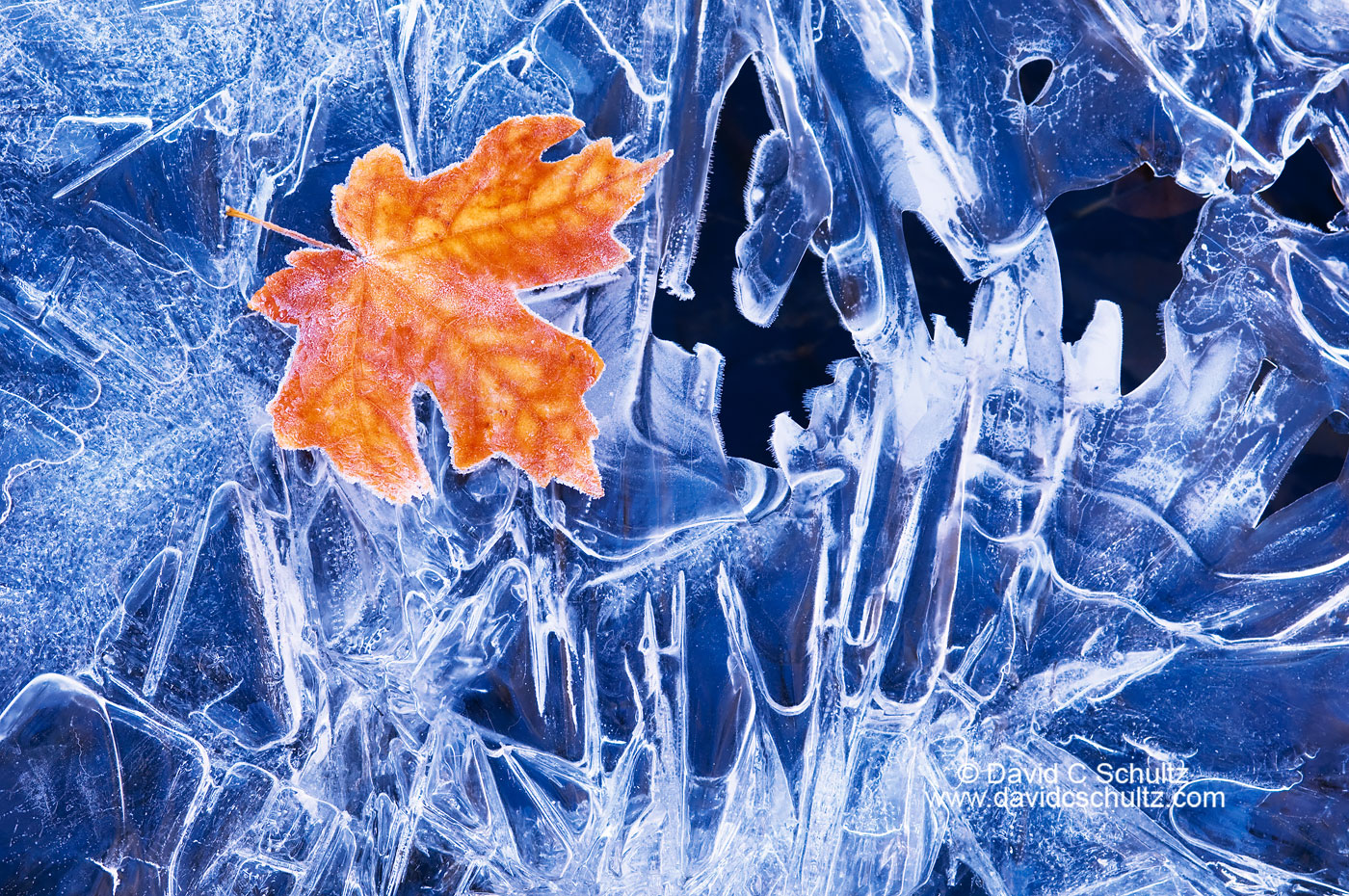 Maple leaf on frozen stream - Image #3-6856