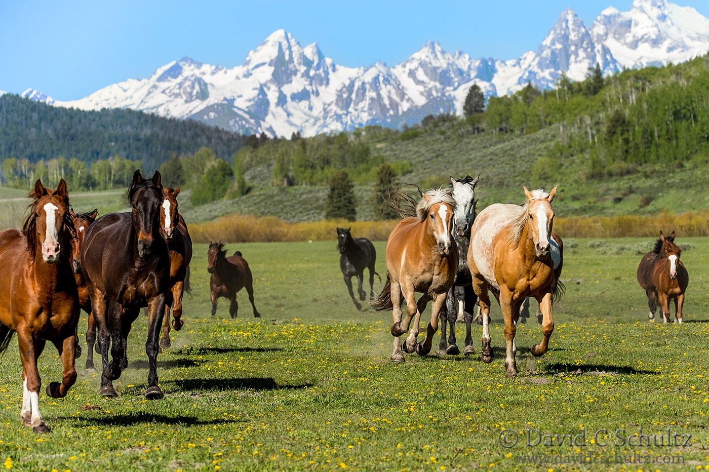 Horses and the Grand Tetons - Image #47-1282