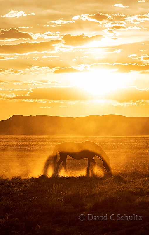 Wild horses at sunset- Image #47-2352