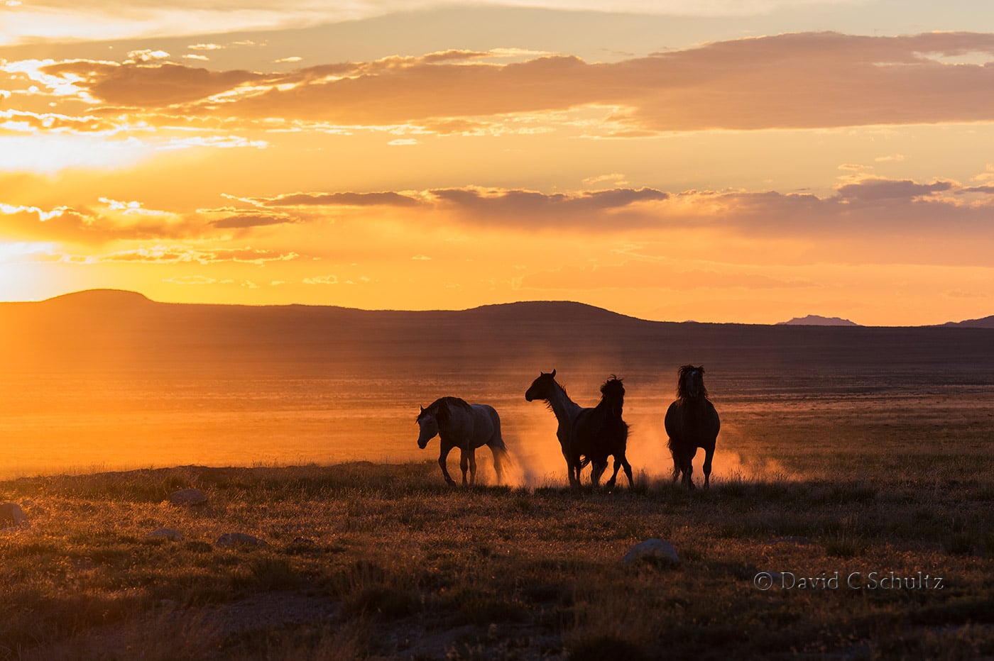 Wild horses at sunset- Image #47-2413