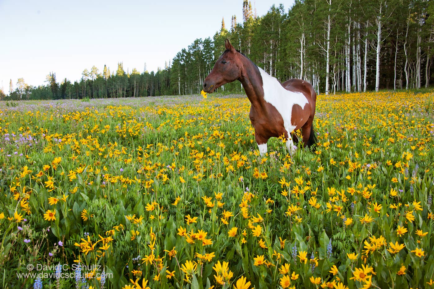 Horse in wildflowers in the Uinta Mountains, Utah - Image #47-831