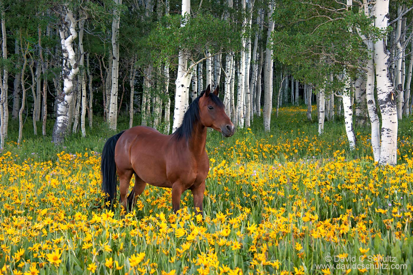 Horse in wildflowers in the Uinta Mountains, Utah - Image #47-881