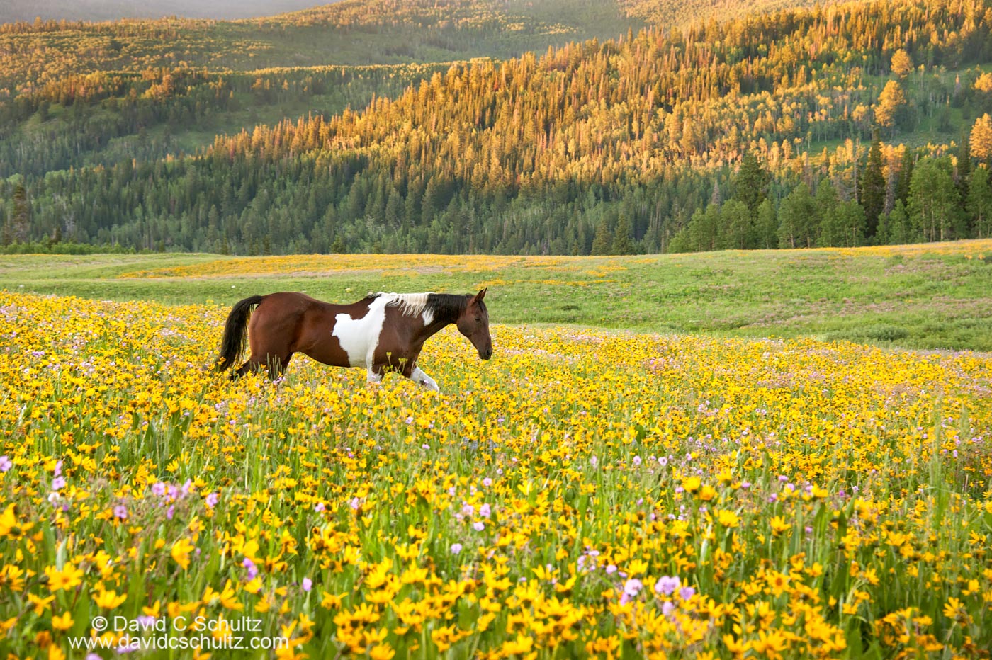 Horse in a field of wildflowers- Image #47-945