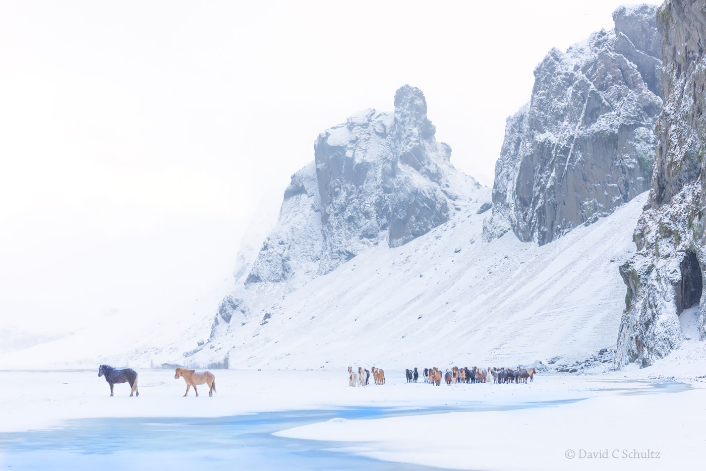 Winter and Icelandic Horses - Image #47-2843