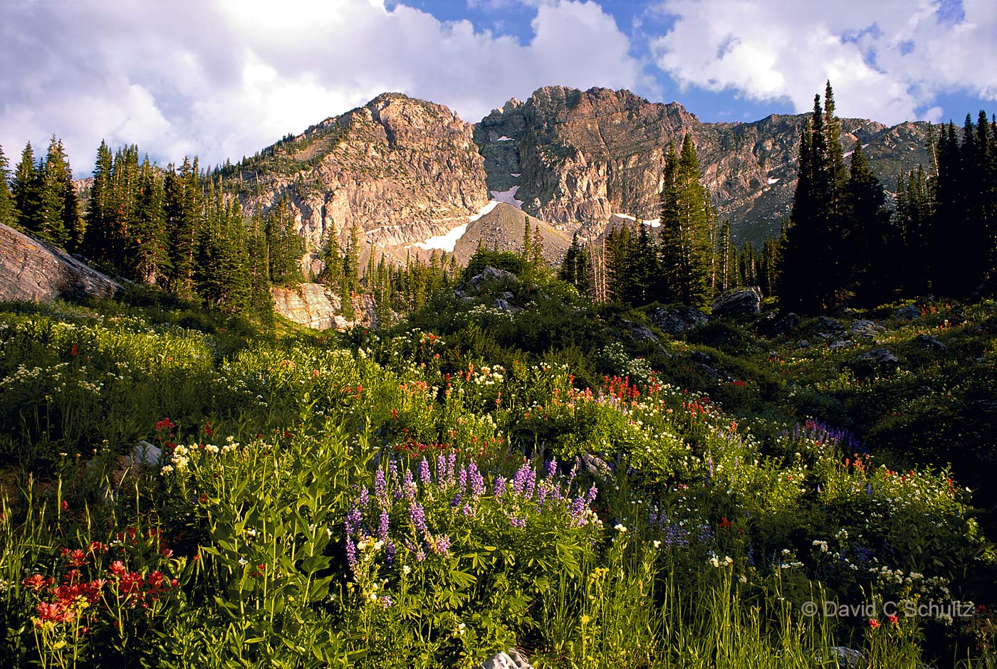 Albion Basin, Wasatch Mountains, UT - Image #68-3197