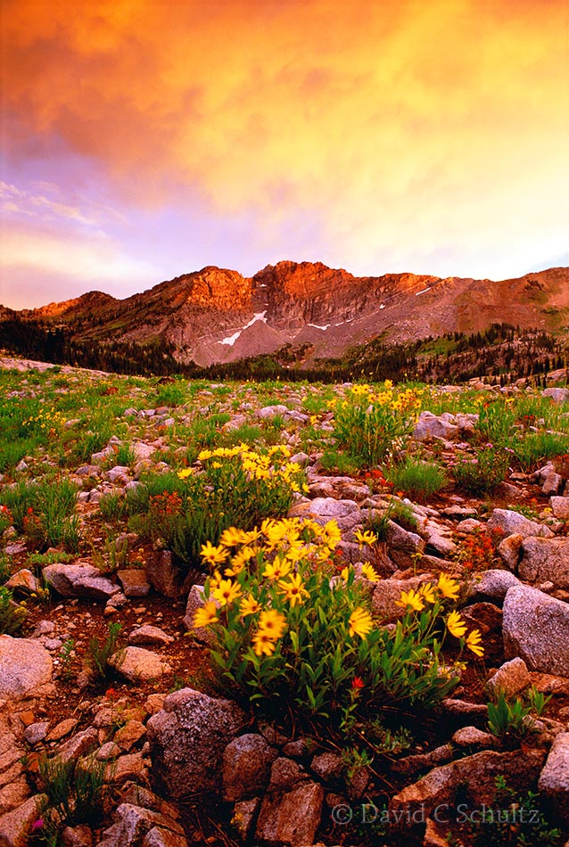 Albion Basin, Wasatch Mountains, UT - Image #68-3340