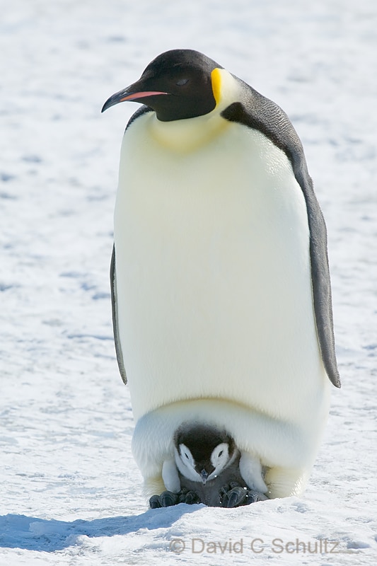 Emperor penguin chick, Antarctica, Penguin Photo Gallery - Image #163-0971