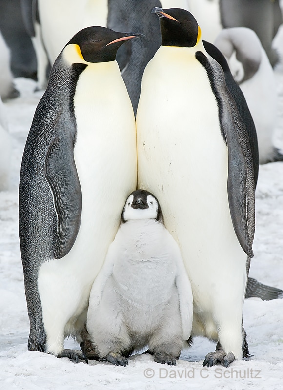 Emperor penguins near Snow Hill Island, Antarctica - Image #163-1026