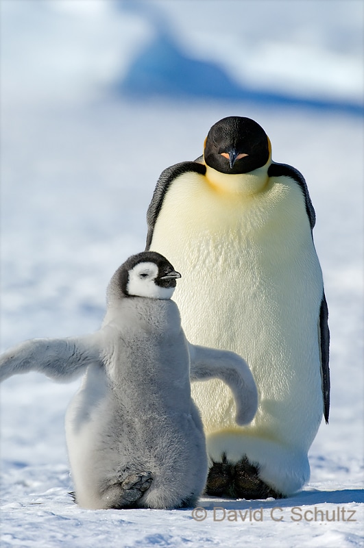 Emperor penguin parent with chick - Image #163-1193