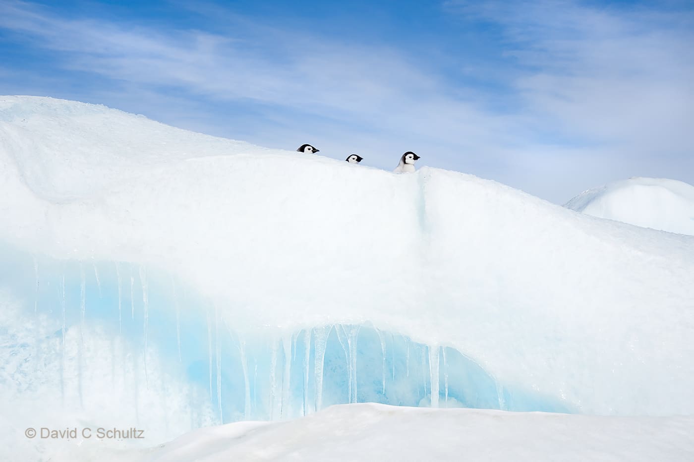 Emperor penguins near Snow Hill Island, Antarctica - Image #163-1392
