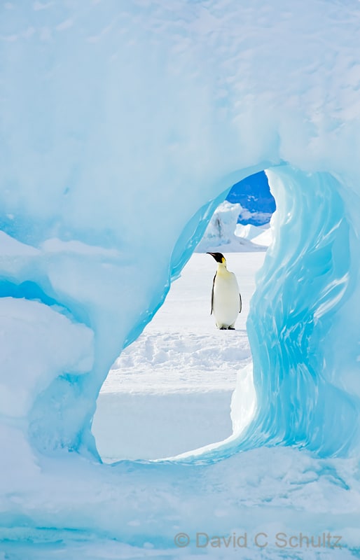 Emperor penguins near Snow Hill Island, Antarctica - Image #163-1447