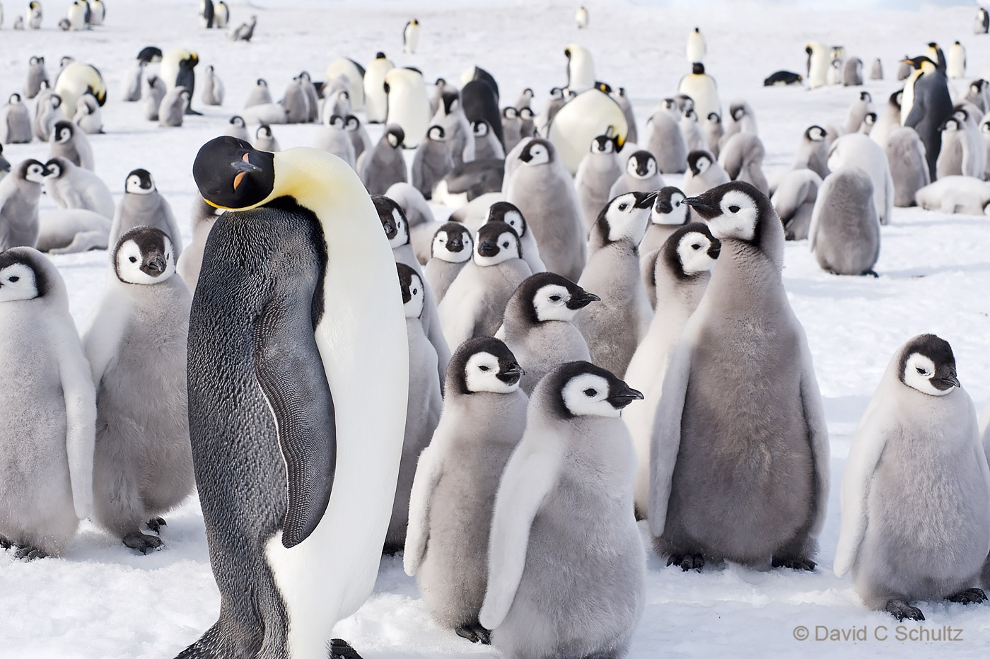 Emperor penguins near Snow Hill Island, Antarctica - Image #163-1454