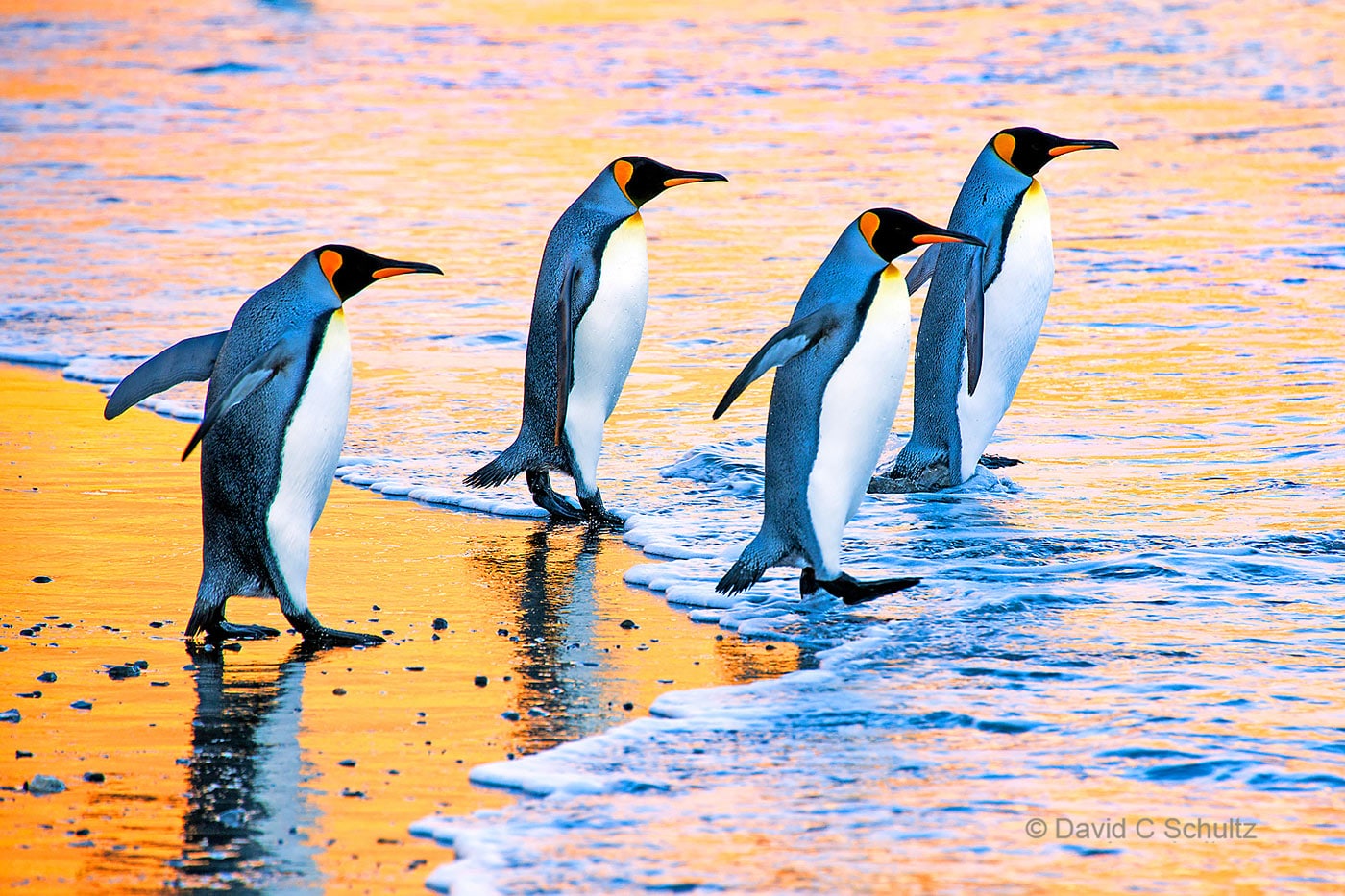 King penguins on South Georgia Island - Image #163-1553