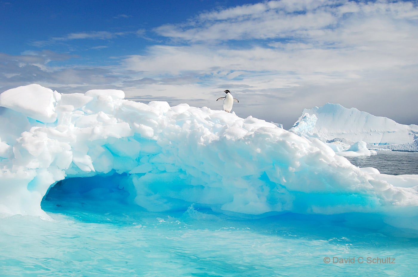 Adelie penguin on an iceberg in Antarctica - Image #163-368