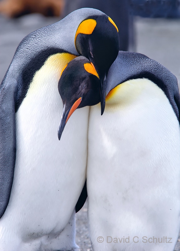 King penguins on South Georgia Island - Image #163-372