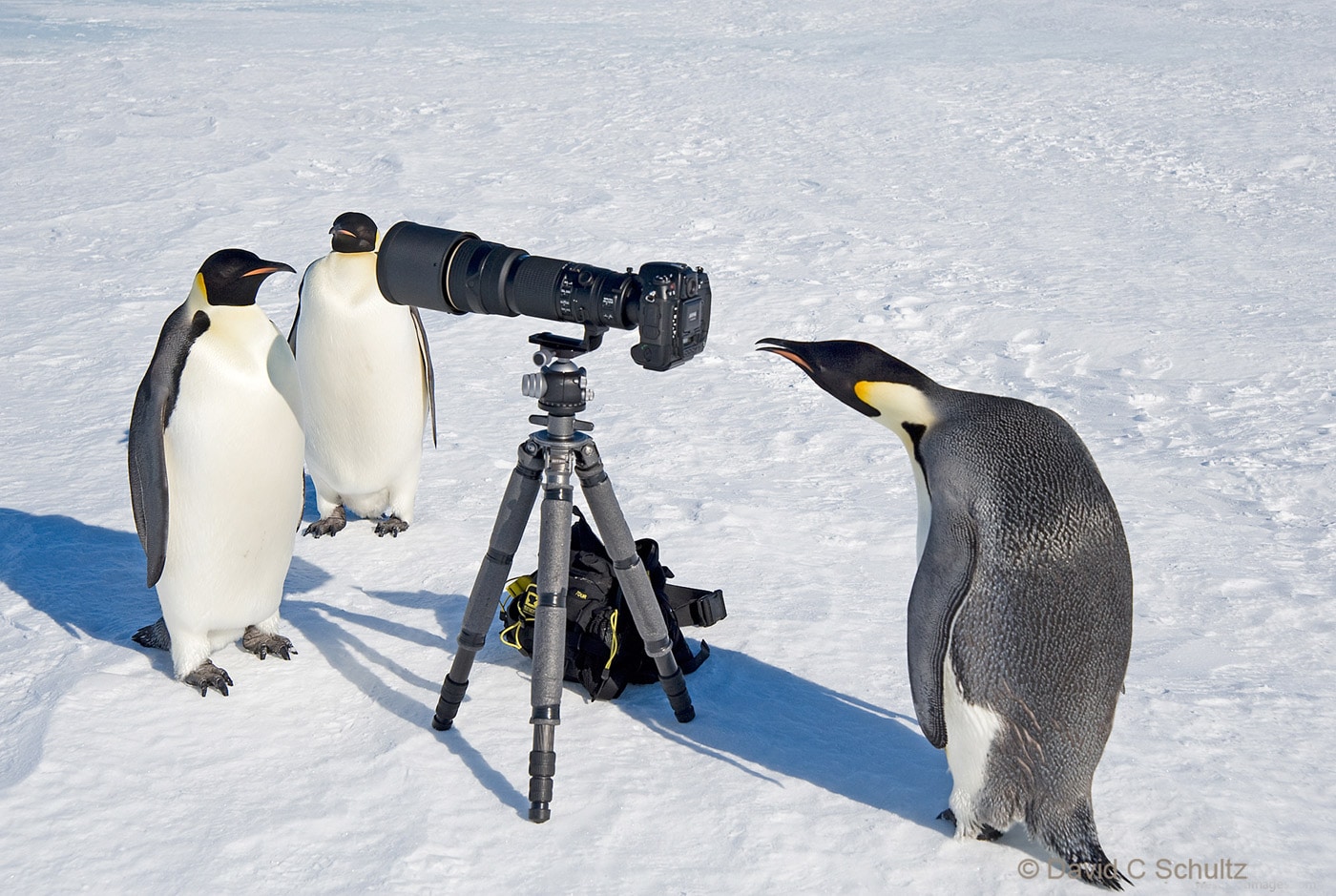 Emperor Penguins Penguin Paparrazi - Image #163-4323