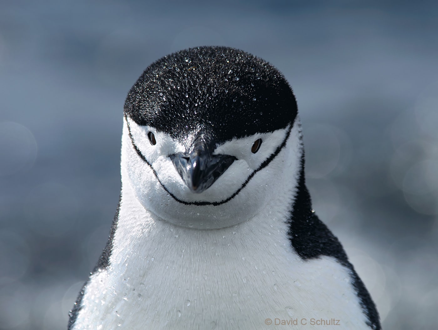 Chinstrap penguin in Antarctica - Image #163-618