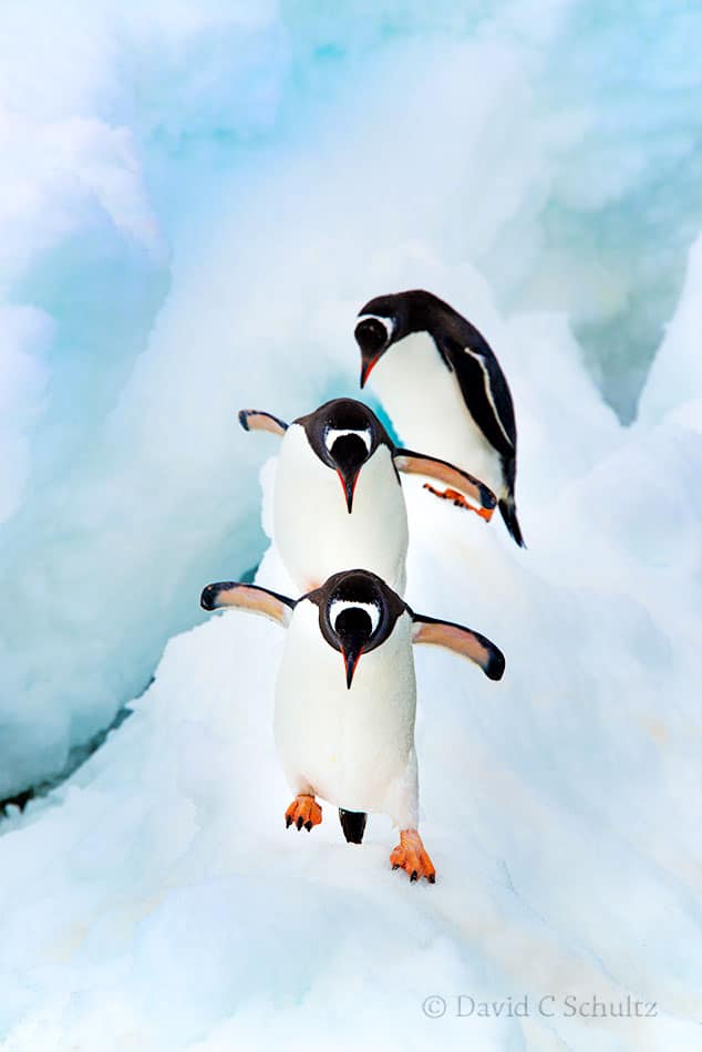 Gentoo penguins in Antarctica - Image #163-1936