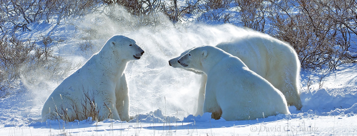 Polar bears, Canada - Image #168-195