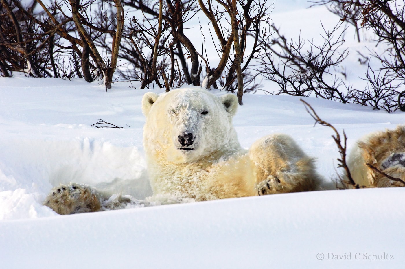 Polar bear, Canada - Image #168-502
