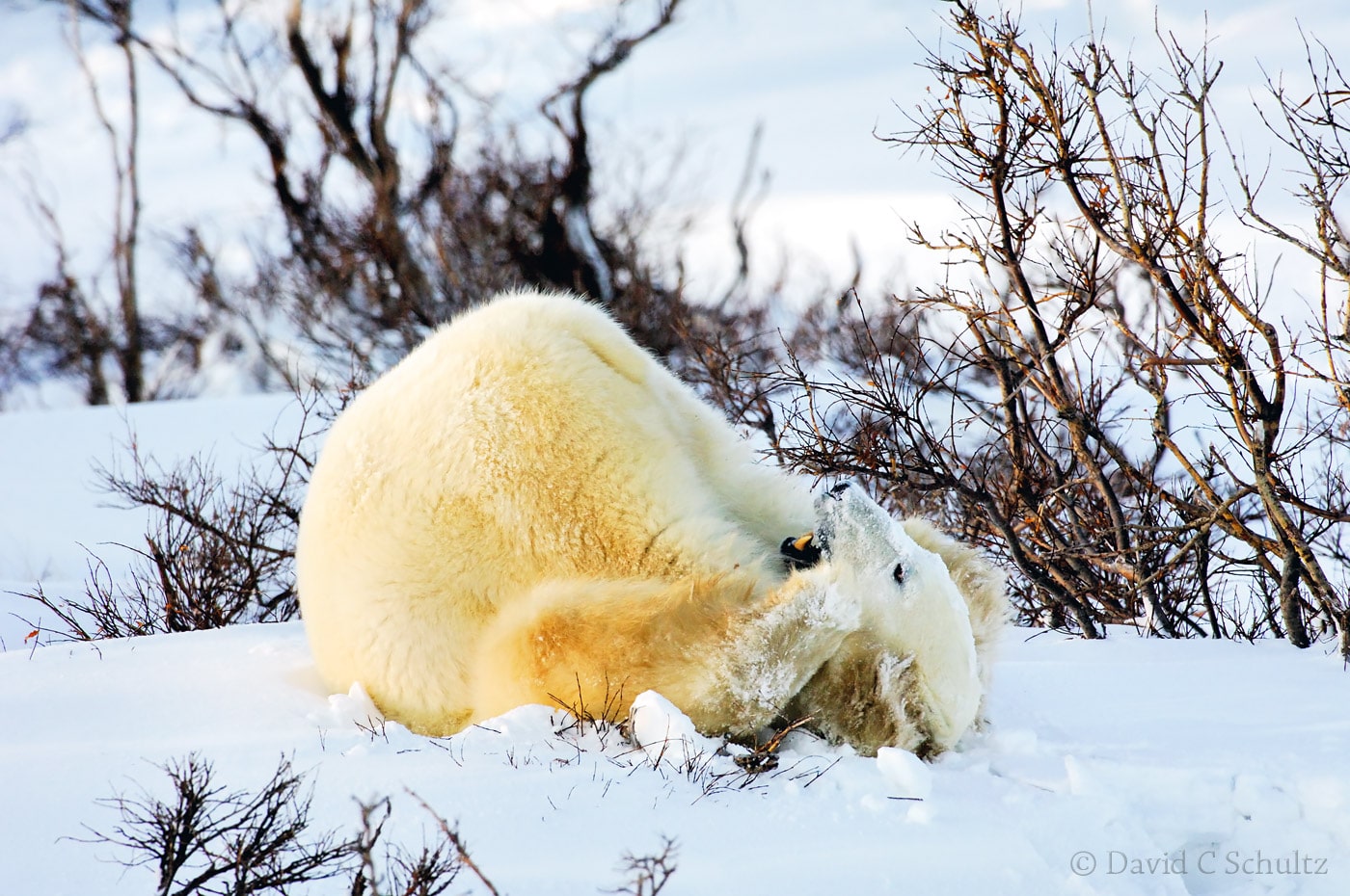 Polar bear, Canada - Image #168-513